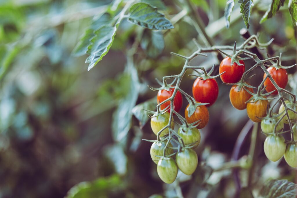 Tomato